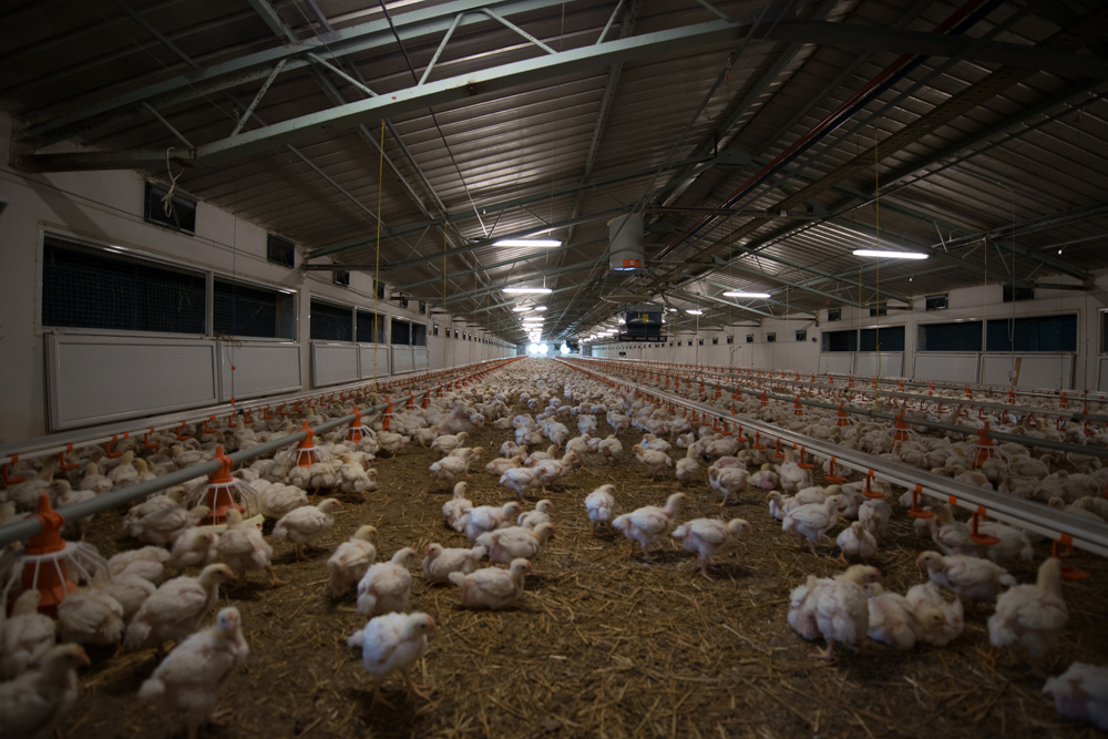 Farma brojlera Aviprom 2011 doo Kraljevo tovni pilići