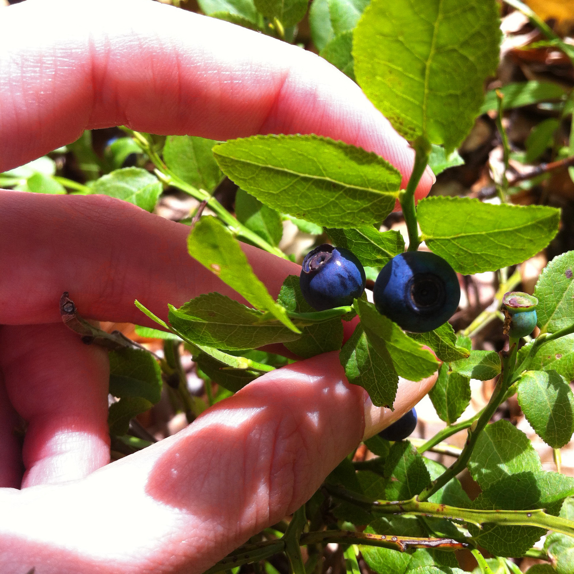 Ekopromet doo divlje borovnice, blueberries