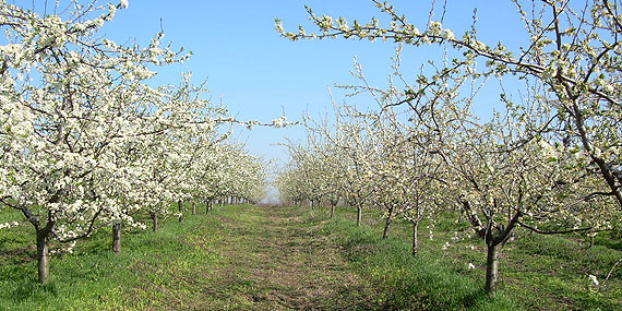 plantaze_voca_agroprodukt