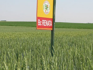 bc_renata