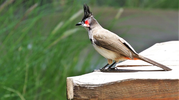 crvenorepi_bulbul_mauricijus_photo_by_ira_petrov