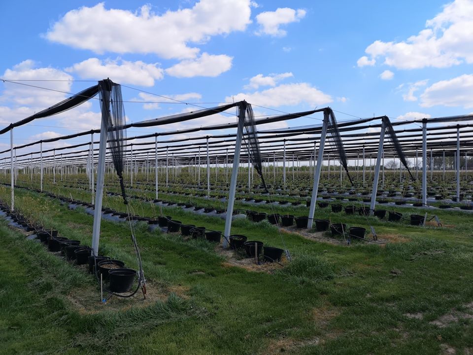 izrada plantaza borovnica ciak agro izrada_plantaza_borovnica_ciak_agro