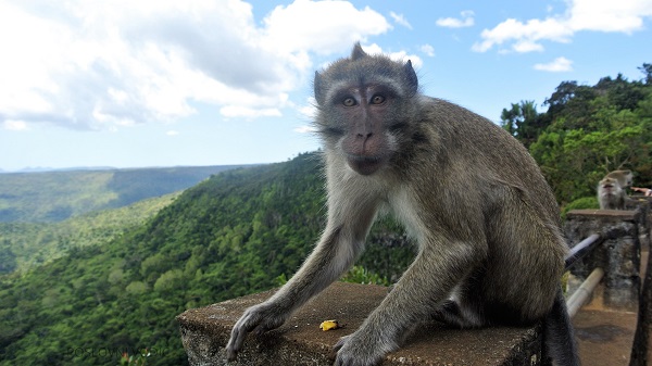 makaki_monkey_black_river_gorges_national_park_mauritius_photo_by_ira_petrov
