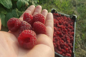 maline_sa_plantaze_dule_agrar
