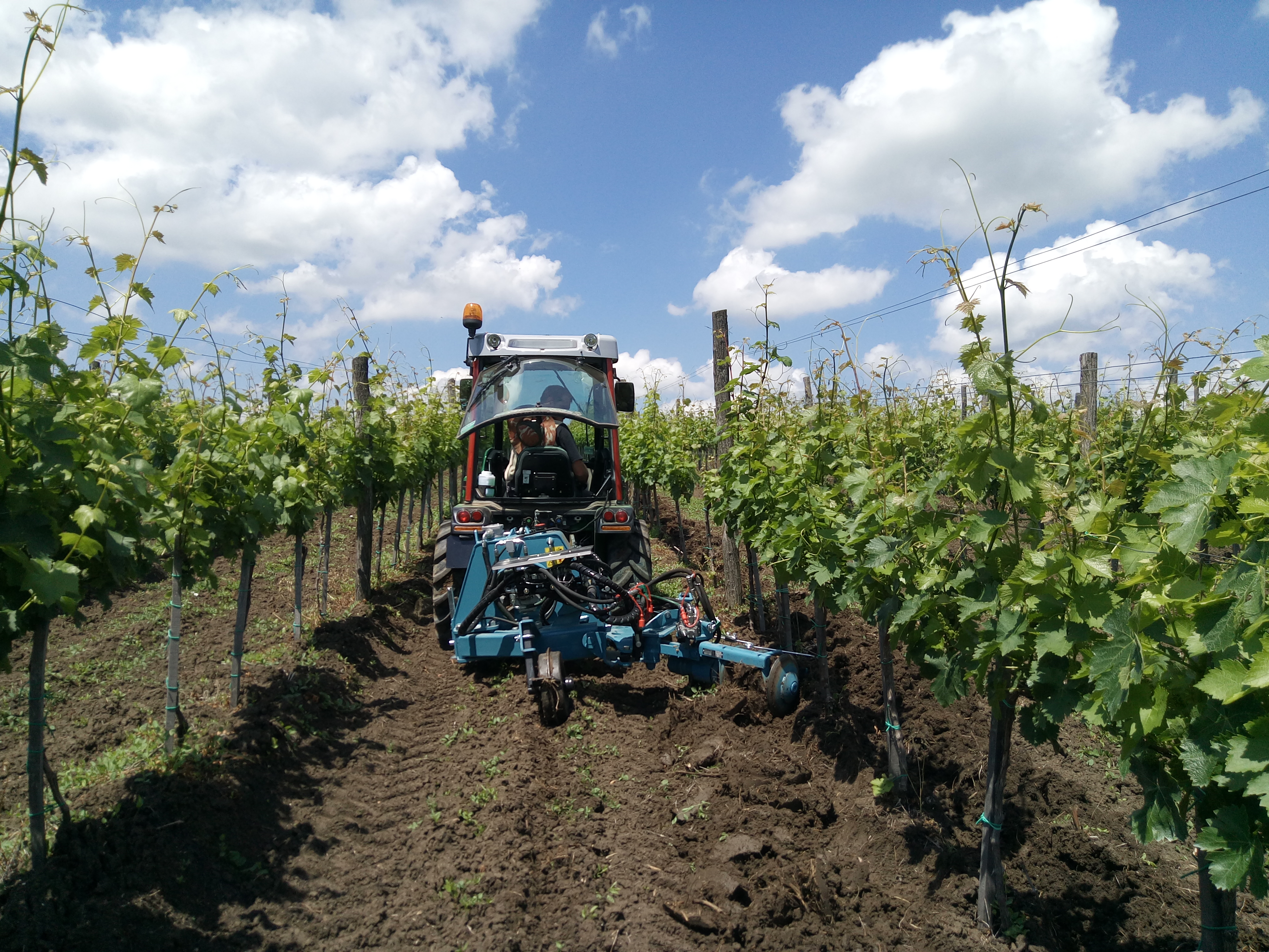 okopavanje_vinograda_rajacki_vinogradi_vinarija_raj