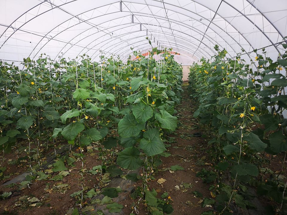 plastenik ciak agro plastenik_ciak_agro