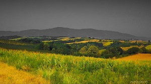pocerina
