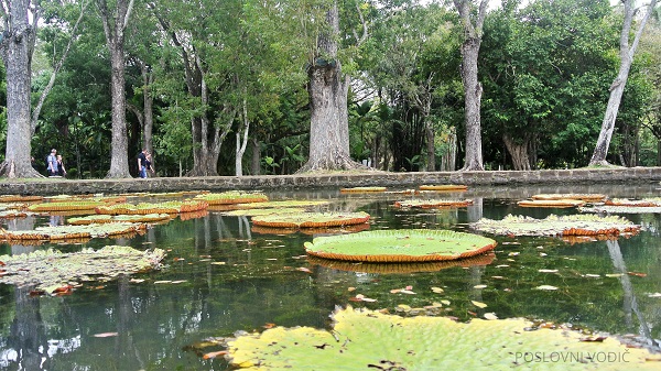 sir_seewoosagur_ramgoola_botanical_garden_photo_by_ira_petrov