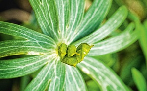 specijalni_rezervat_prirode_bagremara