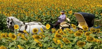 Turistička organizacija grada Subotice Salaši Turistička organizacija grada Subotice Salaši