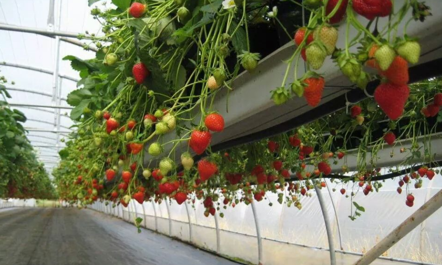 vertikalni_uzgoj_jagoda_ciak_agro