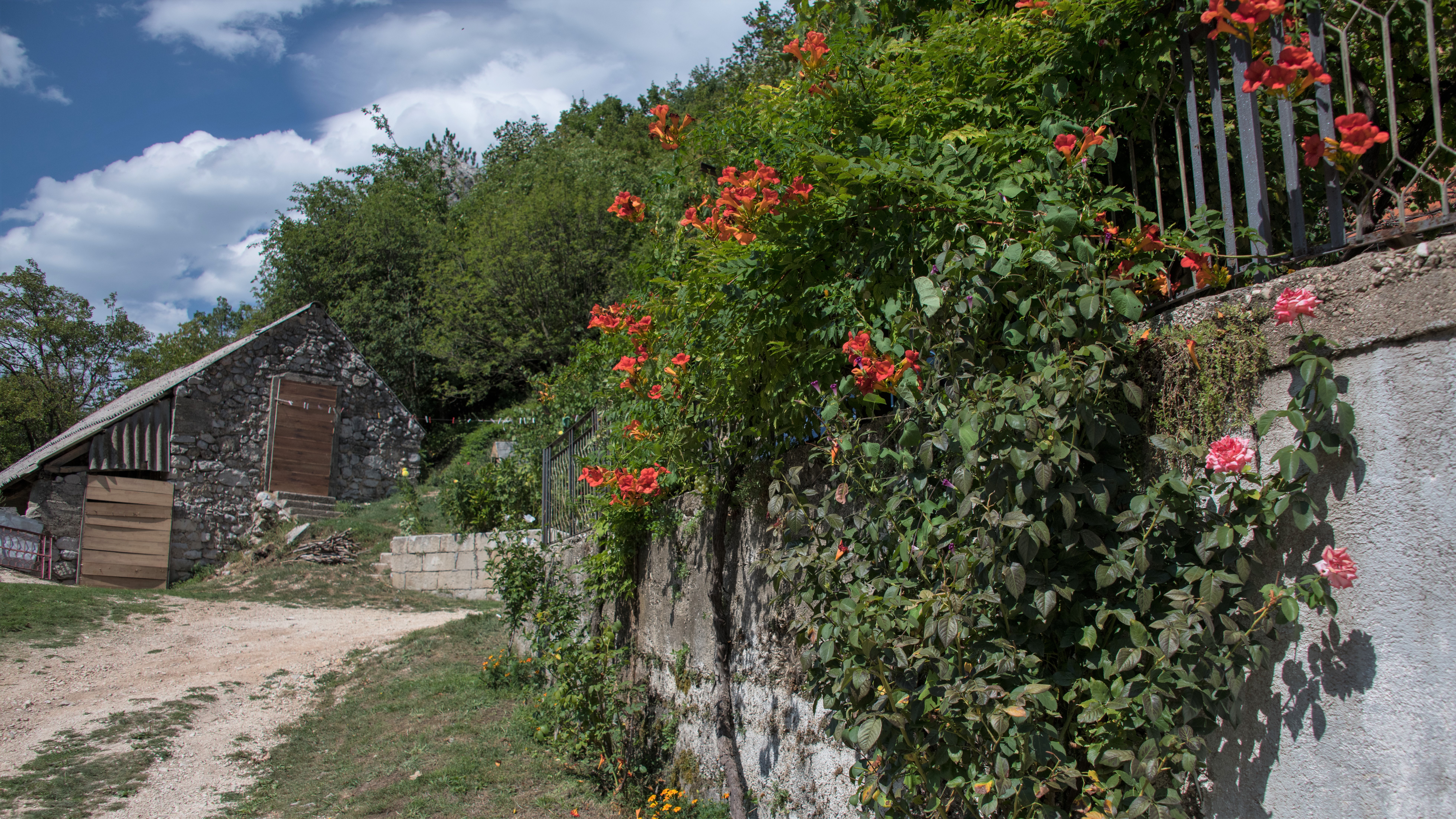 vinarija_dabovic_u_cvecu vinarija_dabovic_u_cvecu