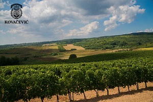 vinogradi-vinarije-kovacevic