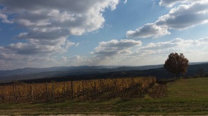 vinogradi_cilic vinogradi_cilic