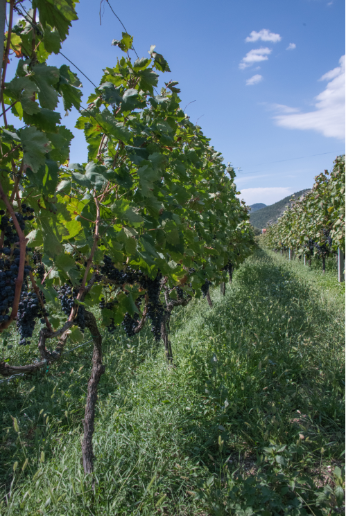 vinogradi_vinarije_dabovic