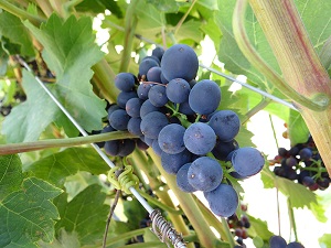 vinogradi_deuric