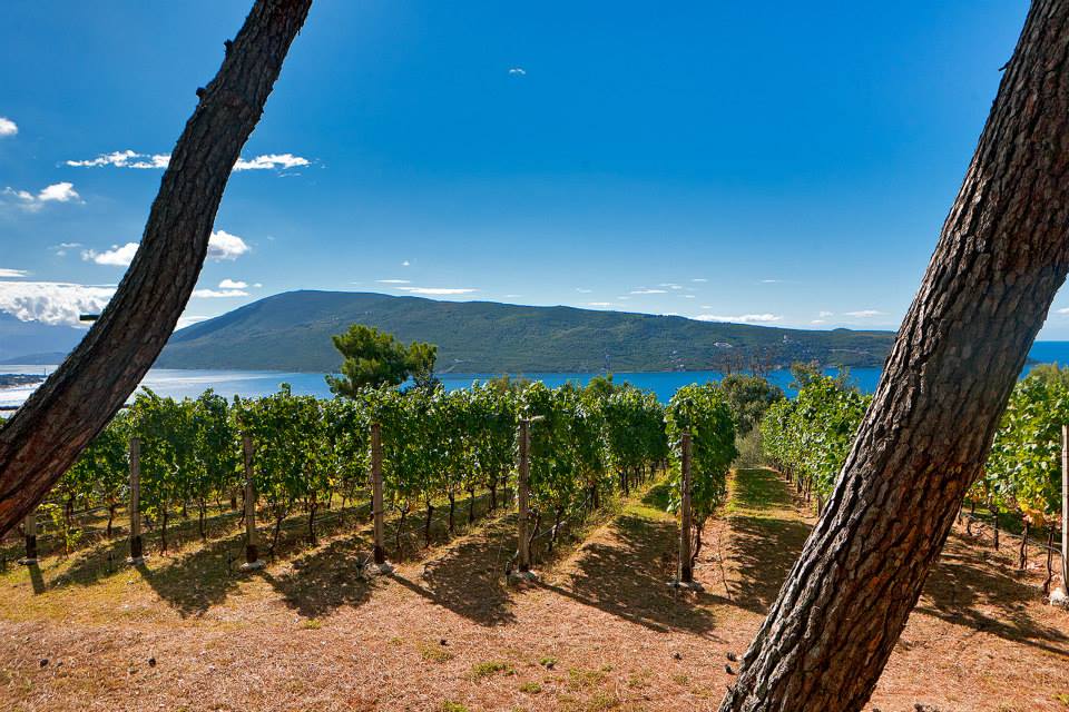 vinogradi_vinarija_castel_savina vinogradi_vinarija_castel_savina