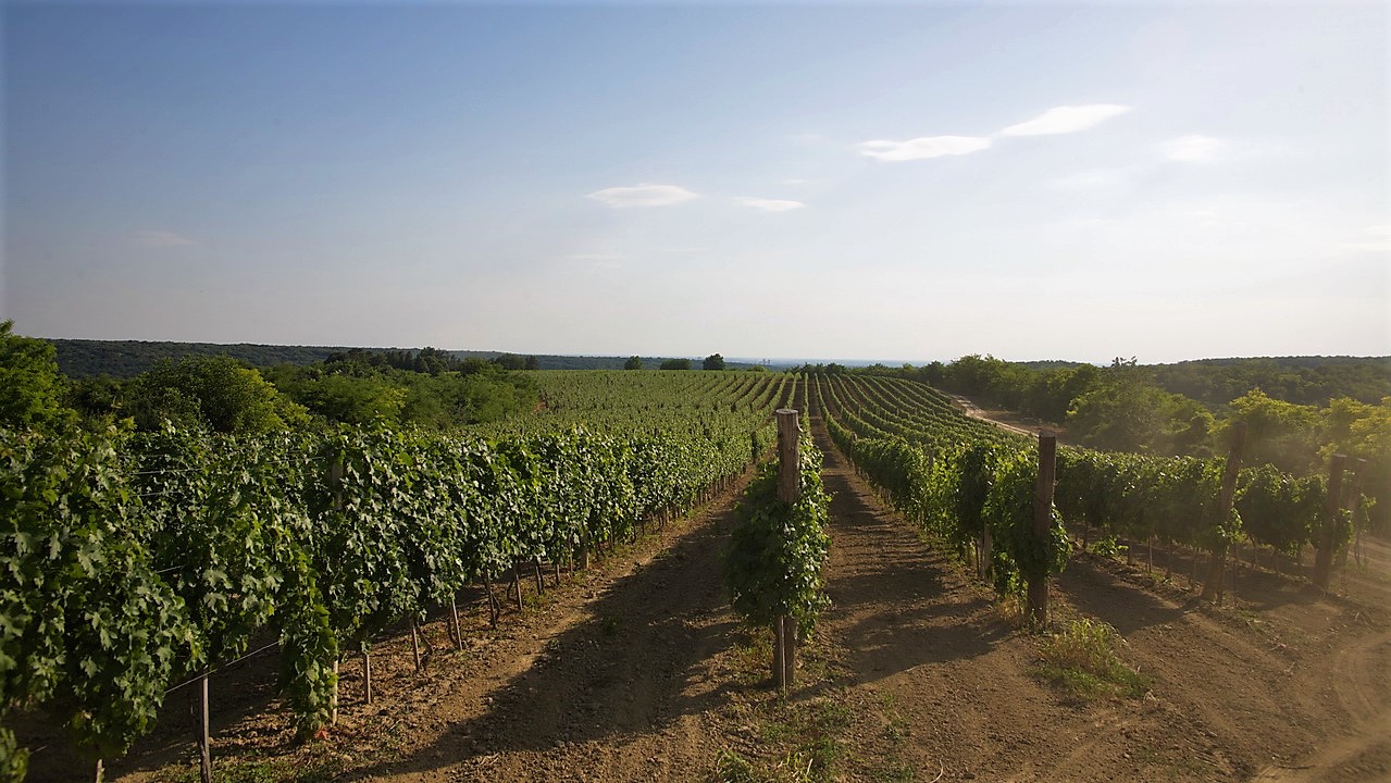 vinogradi_vinarija_ilic_nijemcevic