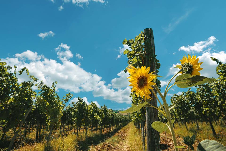 vinogradi_vinarija_virtus_pozarevacko_vinogorje