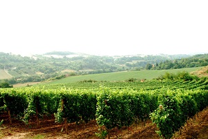 vinogradi_virarije_vinum vinogradi_virarije_vinum