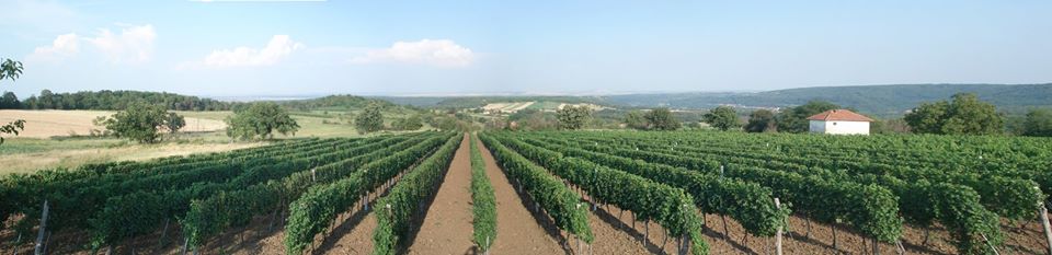 viogradi_vinarija_mikic