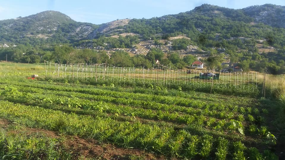 zasadi_organsko_povrce_etno_domacinstvo_djedovina