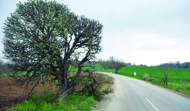 Turistička organizacija opštine Rekovac turistička ponuda Zlo drvo Turistička organizacija opštine Rekovac turistička ponuda Zlo drvo