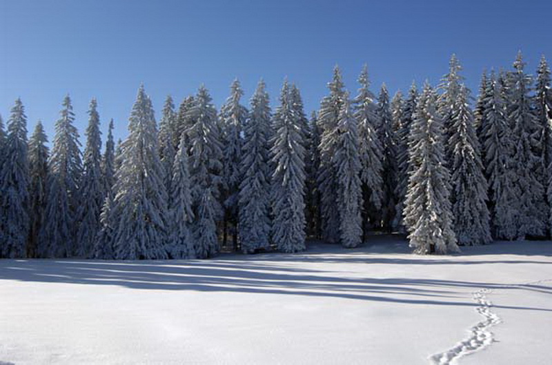 Opština Ivanjica Zimska idila planine Golija Opština Ivanjica Zimska idila planine Golija