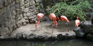 flamingosi_zoo_vrt_miki_kolut_sombor