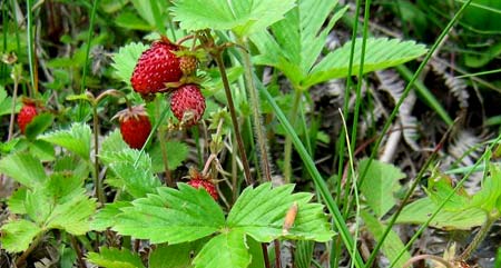 Ekopromet doo šumska jagoda, wild strawberries