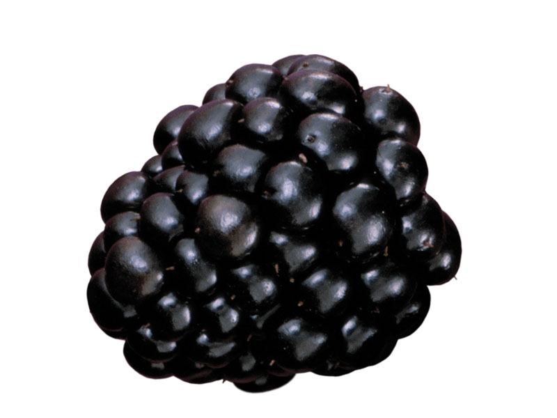 Elixir Food doo Šabac Kupina blackberry