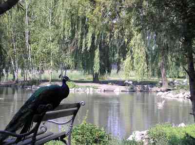 paun_pored_jezera_zoo_vrt_miki_kolut_sombor paun_pored_jezera_zoo_vrt_miki_kolut_sombor