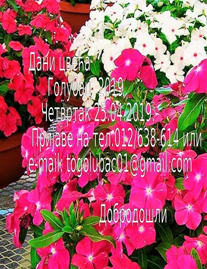 plakat_dani_cveca_golubac_2019 plakat_dani_cveca_golubac_2019