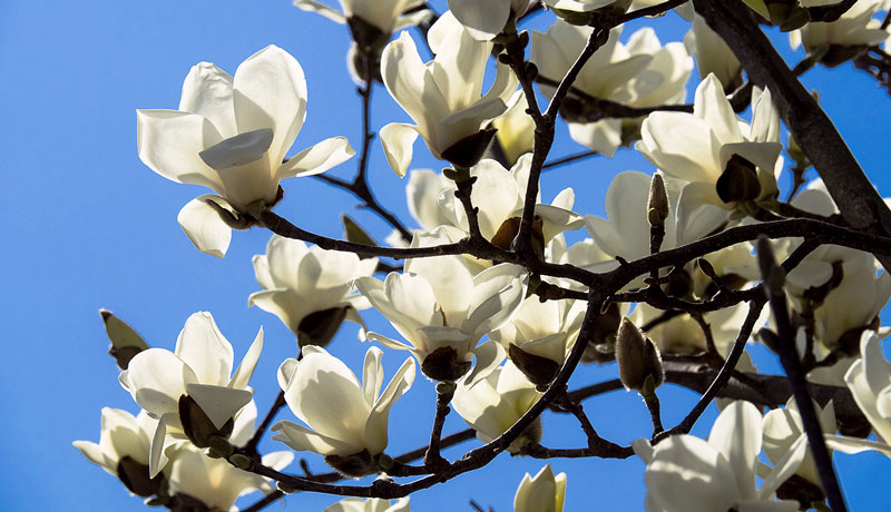 rascvetane_magnolije_rasadnik_lepo_polje rascvetane_magnolije_rasadnik_lepo_polje