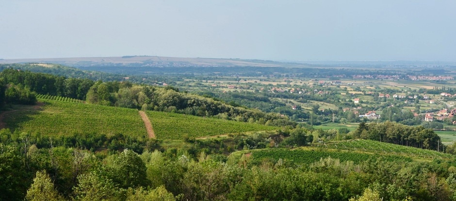 vinarija-frunza-aglaja-vinogradi-panorama