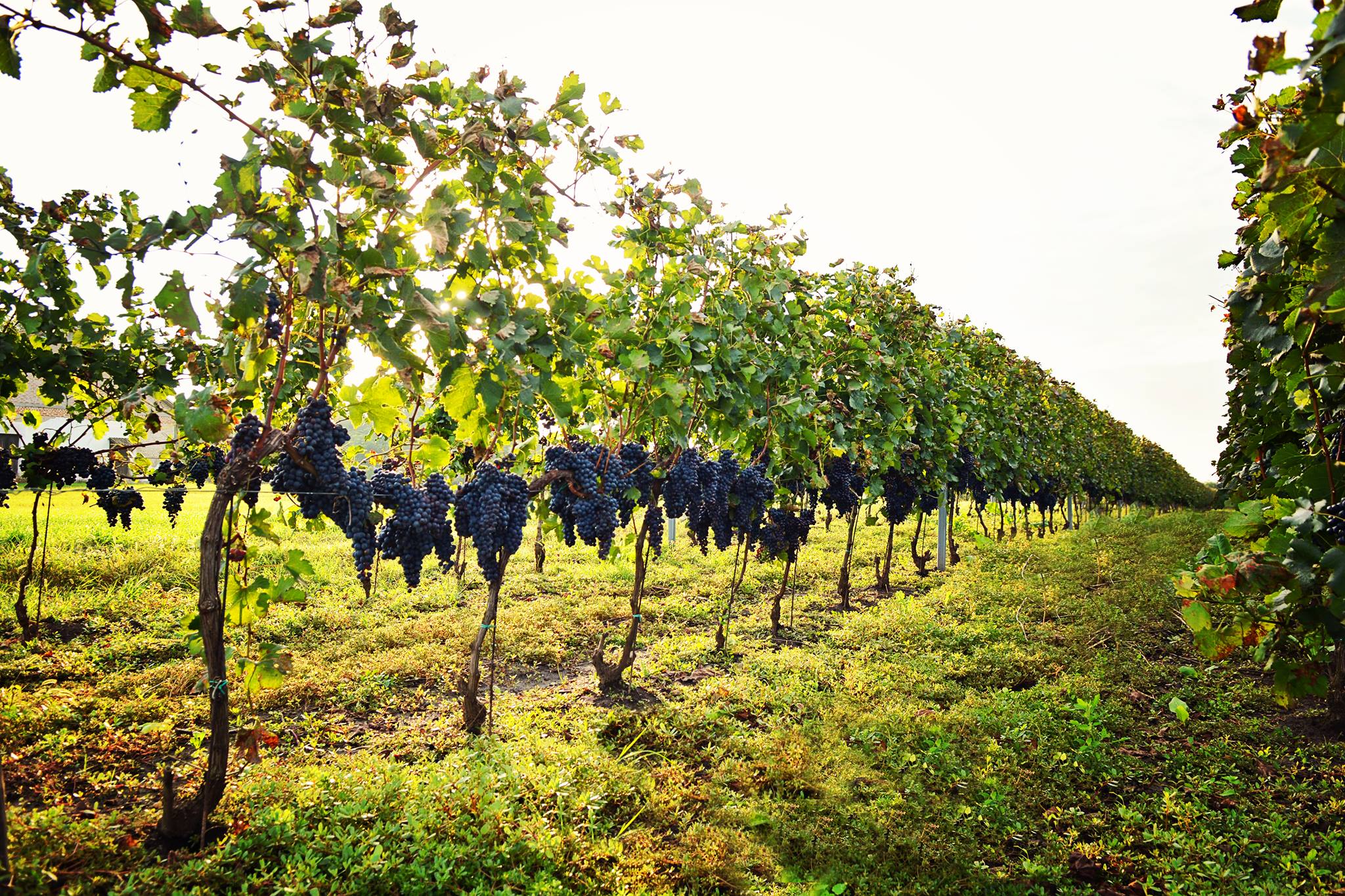 vinogradi-brindza vinogradi-brindza