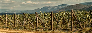 vinogradi_na_lipnici vinogradi_na_lipnici