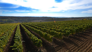 vinogradi_temet