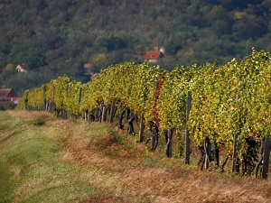 vrsacki_vinogradi_vinarija_vinik vrsacki_vinogradi_vinarija_vinik